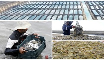 SME Consulting Egypt fish farms